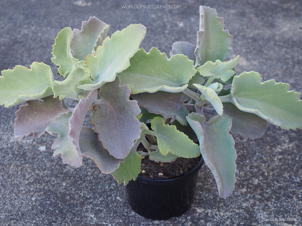 Kalanchoe 'Fern Leaf' aka Kalanchoe × hummeliae 'Fern Leaf' or Kalanchoe beharotti