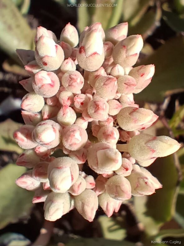 Cluster of flower buds. Kalanchoe synsepala 'Dissecta'