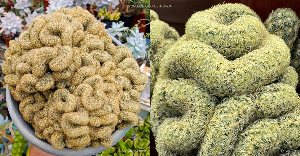 Mammillaria elongata f. cristata - World of Succulents