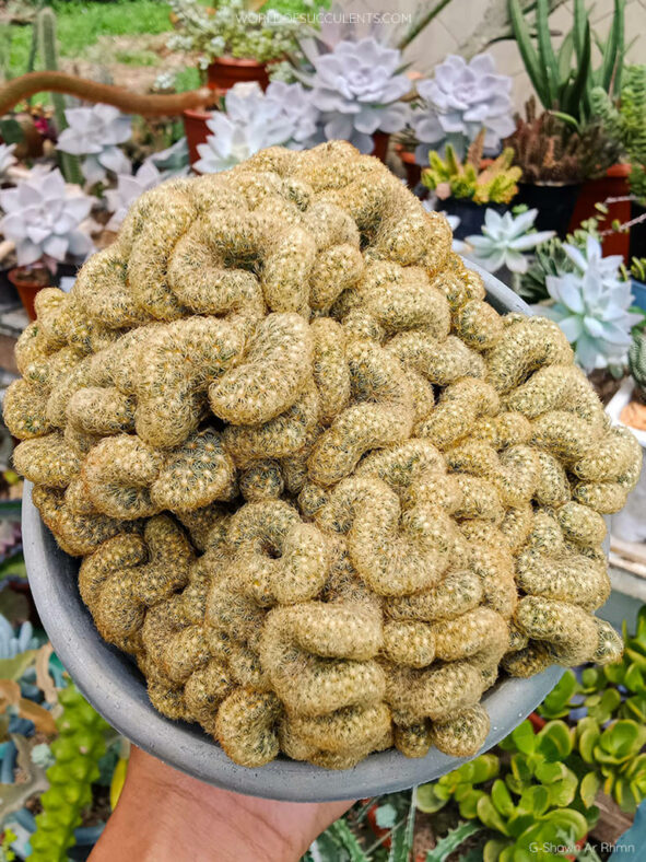 Mammillaria elongata f. cristata