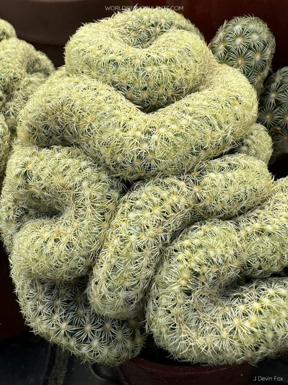 Mammillaria elongata f. cristata