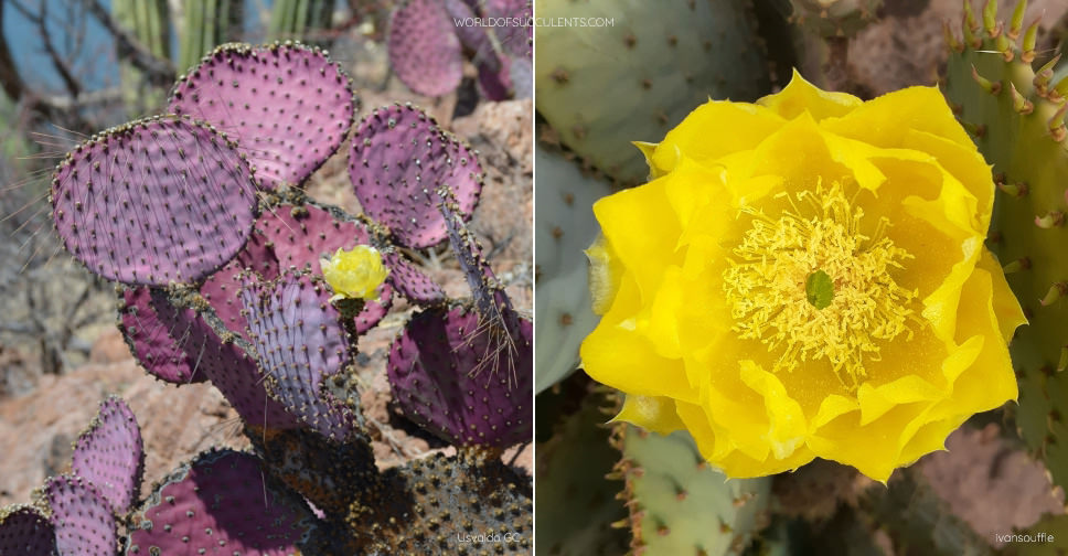 Opuntia gosseliniana (Violet Pricklypear) - World of Succulents