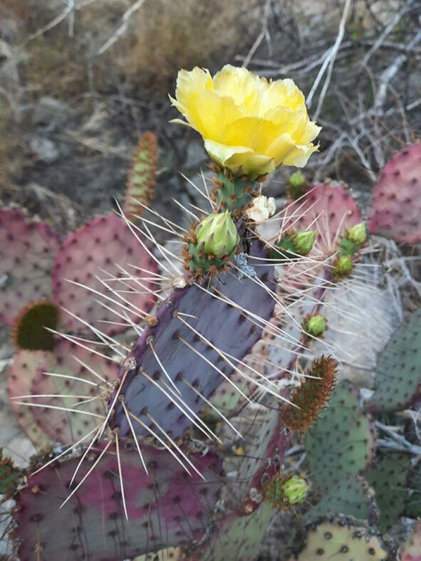 Buds and flowers of Opuntia gosseliniana, commonly known as Violet Pricklypear