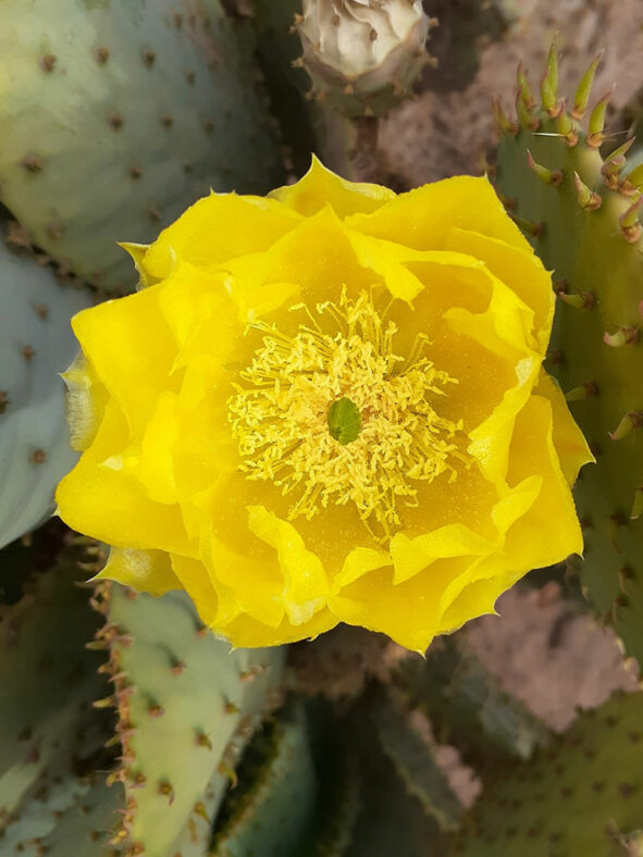 Flower of Opuntia gosseliniana, commonly known as Violet Pricklypear