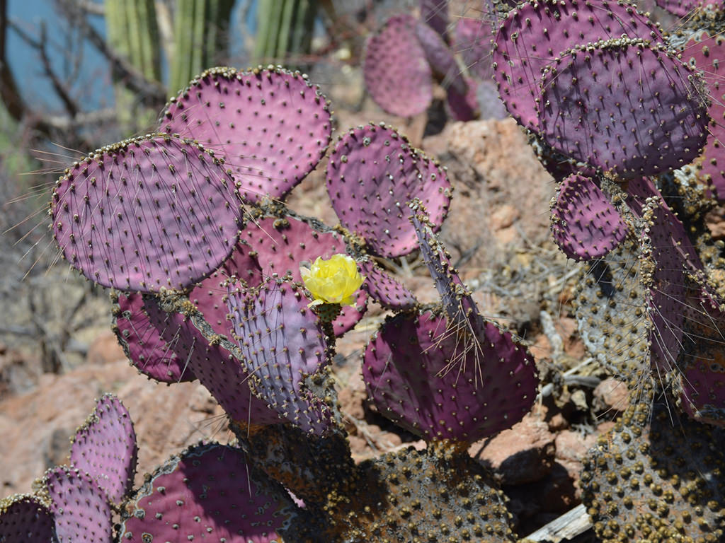 Opuntia gosseliniana, commonly known as Violet Pricklypear