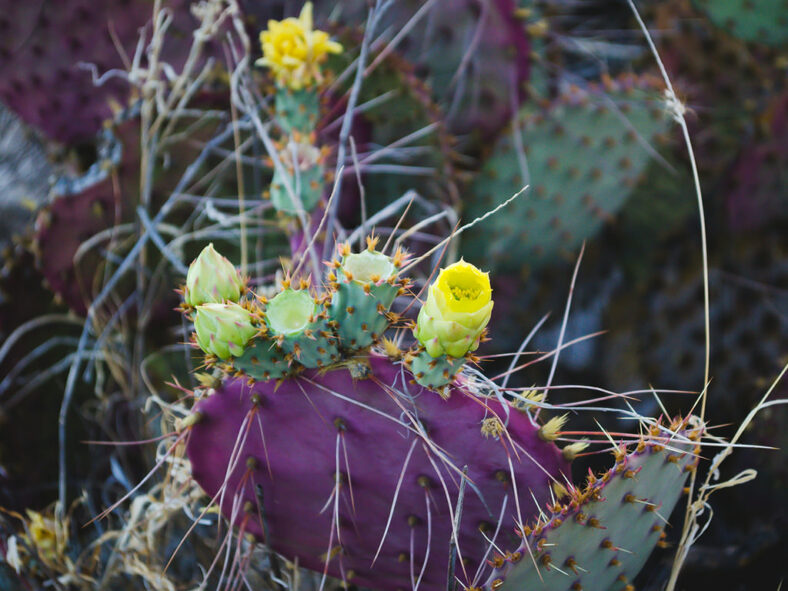 Buds, flowers and fruits of Opuntia gosseliniana, commonly known as Violet Pricklypear