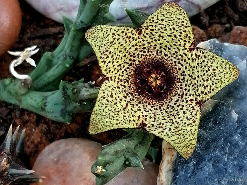 Orbea verrucosa aka Stapelia verrucosa or Ceropegia irrorata