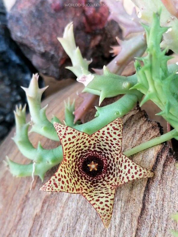 Orbea verrucosa aka Stapelia verrucosa or Ceropegia irrorata