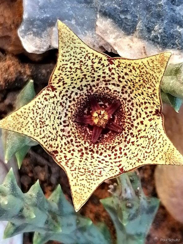 Orbea verrucosa aka Stapelia verrucosa or Ceropegia irrorata