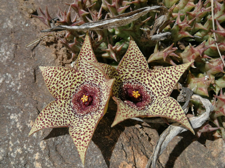 Orbea verrucosa aka Stapelia verrucosa or Ceropegia irrorata