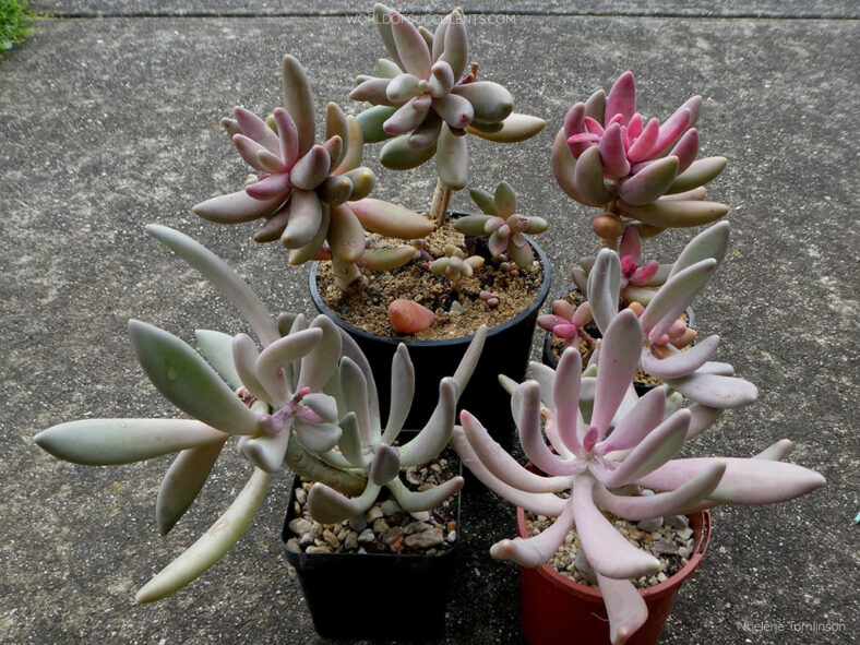 Pachyphytum longifolium