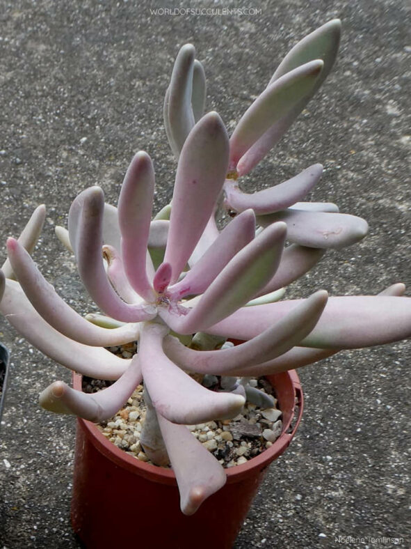 Pachyphytum longifolium