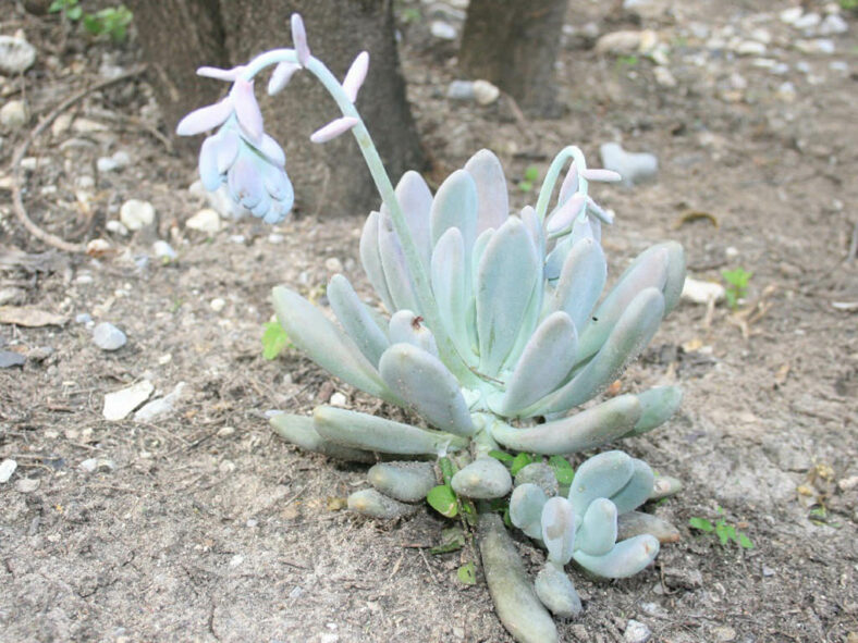 Pachyphytum longifolium