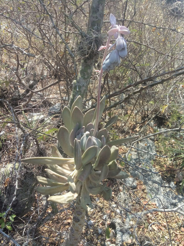 Pachyphytum longifolium