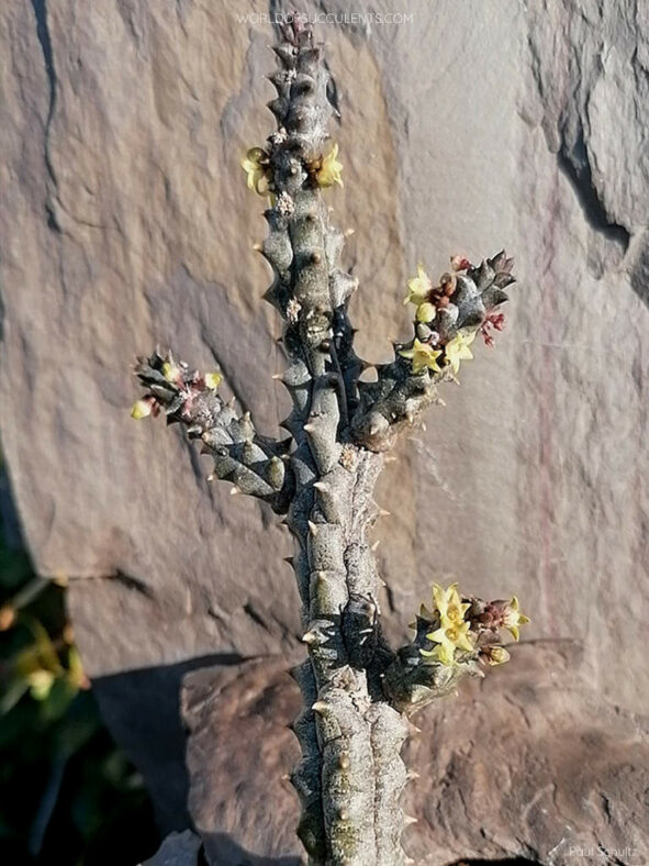 Plant in bloom in cultivation. Quaqua incarnata subsp. hottentotorum aka Ceropegia incarnata subsp. hottentotorum