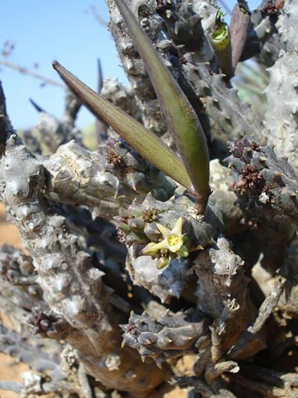 Seed pods of Quaqua incarnata subsp. hottentotorum aka Ceropegia incarnata subsp. hottentotorum