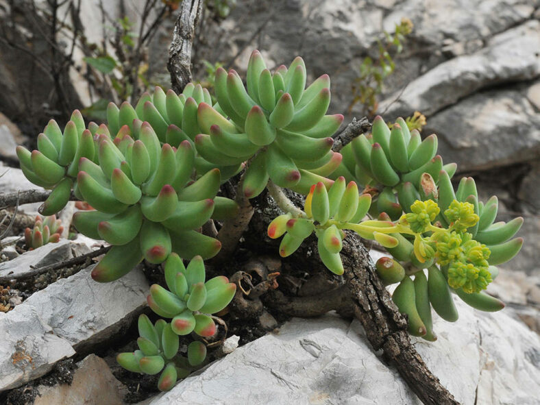 Sedum corynephyllum in bloom