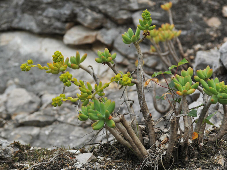 Sedum corynephyllum in bloom