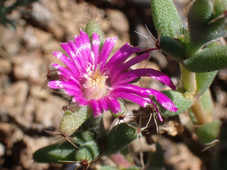 Trichodiadema emarginatum - World of Succulents