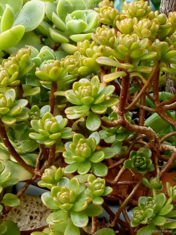 Aeonium ×loartei - World of Succulents