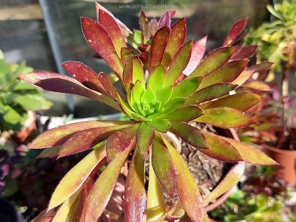 Aeonium 'Firecracker'