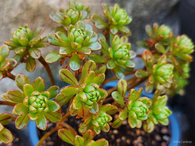 Aeonium ×loartei aka Aeonium ×casanovense