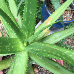 Aloe 'Rooikappie' - World of Succulents