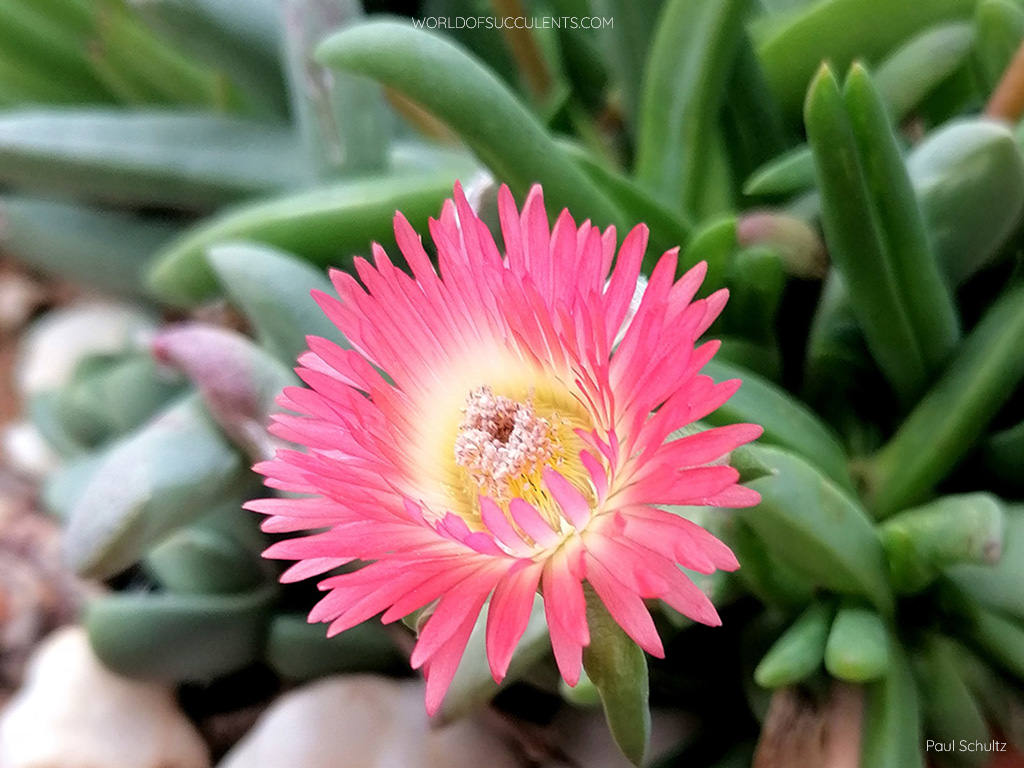 Flower of Cephalophyllum spissum