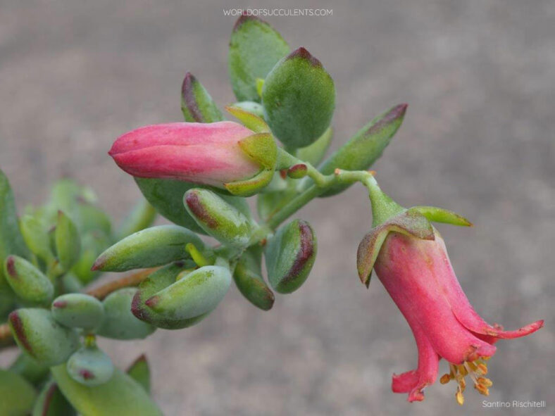 Cotyledon woodii, commonly known as Wood's Cotyledon