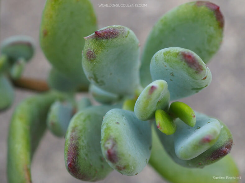 Cotyledon woodii, commonly known as Wood's Cotyledon