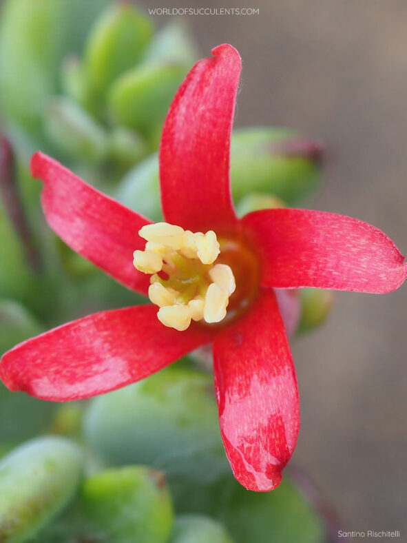 Cotyledon woodii, commonly known as Wood's Cotyledon