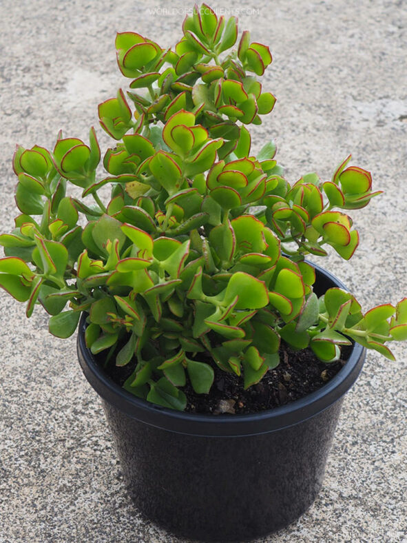 Cotyledon woodii, commonly known as Wood's Cotyledon