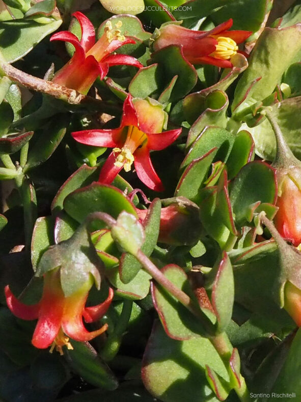 Cotyledon woodii, commonly known as Wood's Cotyledon