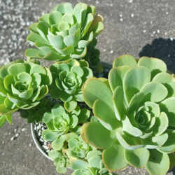 Echeveria 'Lemon Rose' - World of Succulents