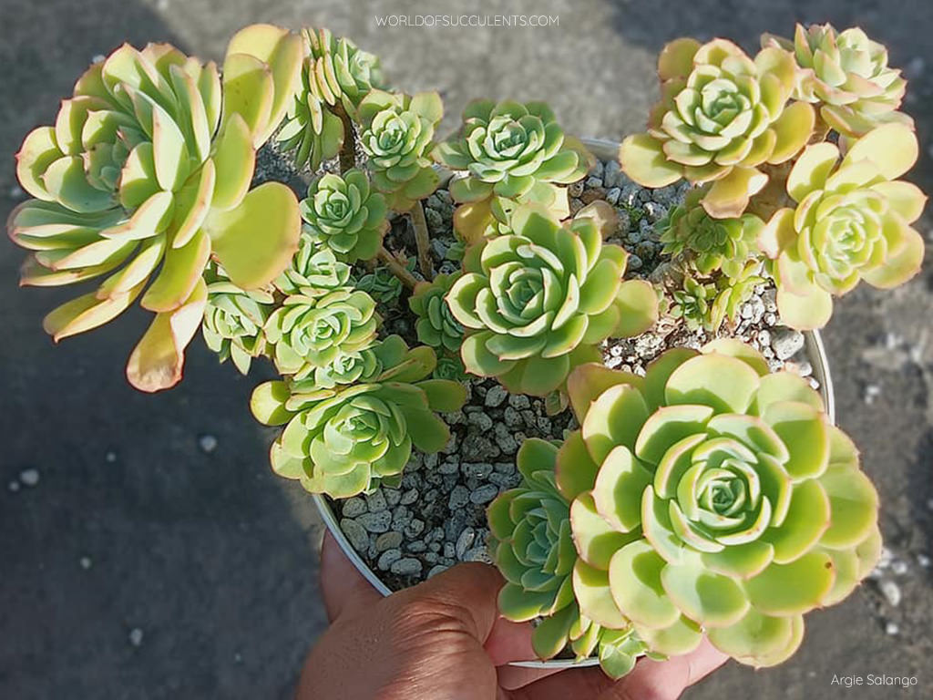 Echeveria 'Lemon Rose'