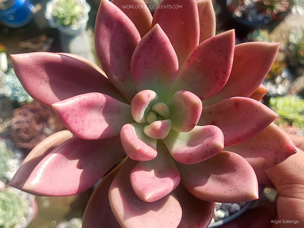 Graptoveria 'Ruby Donna'