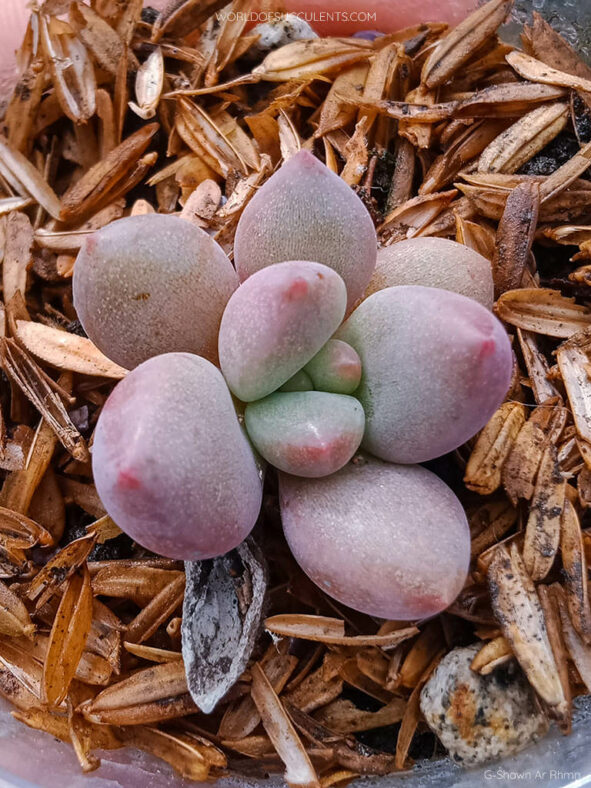 Baby plant of Graptoveria 'Ruby Donna' from a leaf cutting.