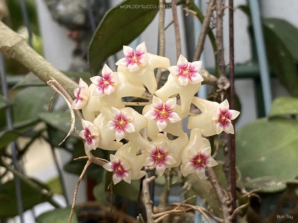 Flower cluster of Hoya dolichosparte