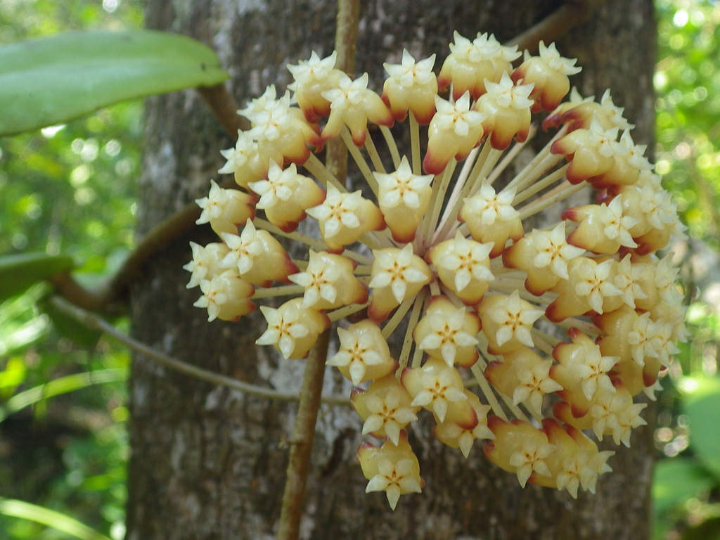 Hoya incrassata