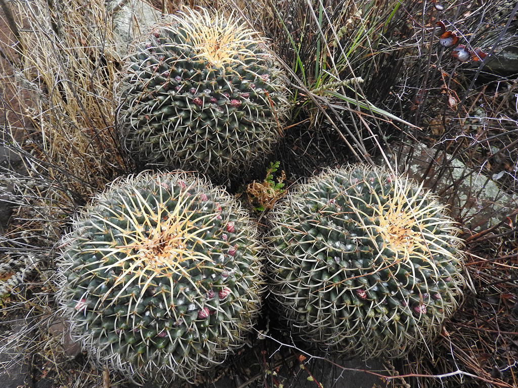 Mammillaria magnimamma