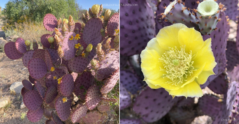 Opuntia santa-rita (Santa Rita Prickly Pear) - World of Succulents