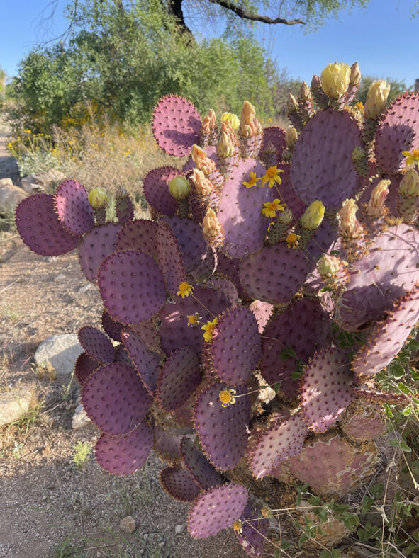 Opuntia santa-rita, commonly known as Santa Rita Prickly Pear