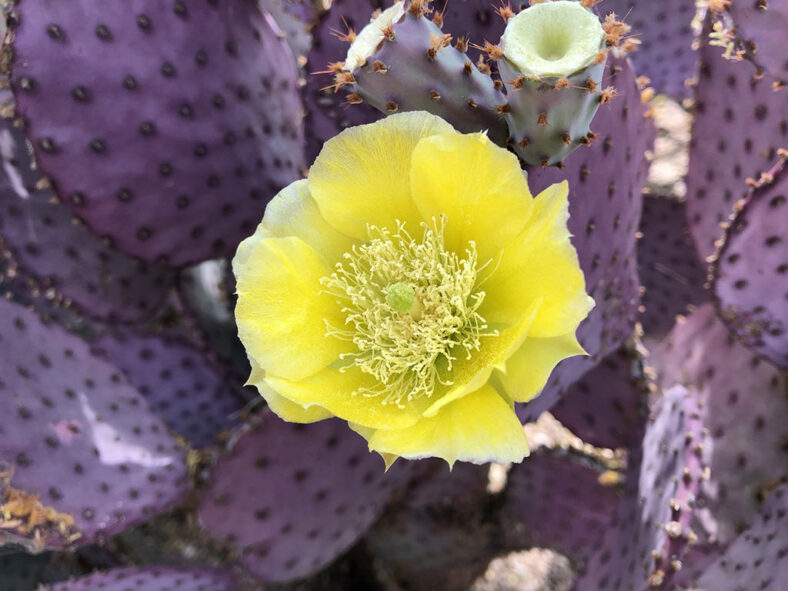 Flower and fruits of Opuntia santa-rita, commonly known as Santa Rita Prickly Pear