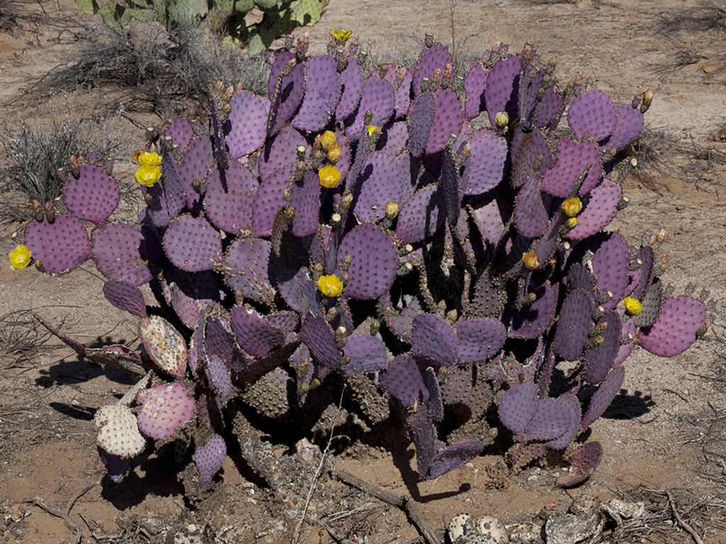 Opuntia santa-rita, commonly known as Santa Rita Prickly Pear