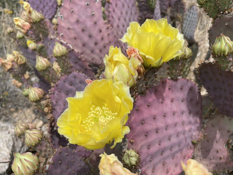 Flowers of Opuntia santa-rita, commonly known as Santa Rita Prickly Pear