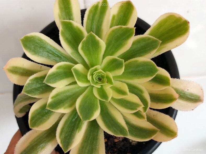 Aeonium 'Yan Ning'