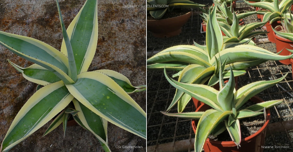 agave americana alba Agave Americana 'Mediopicta Alba'