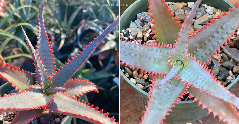 Aloe 'Swordfish' World of Succulents