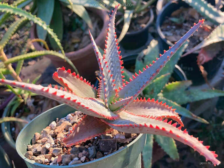 Aloe 'Swordfish' World of Succulents