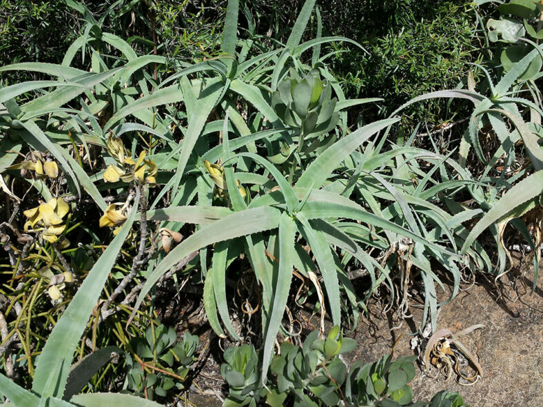 Aloe acutissima, commonly known as Blue Aloe